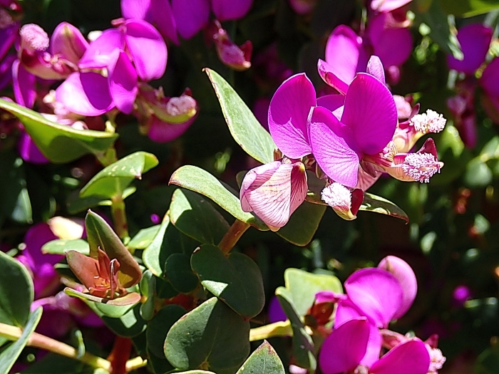 Polygala fruticosa image