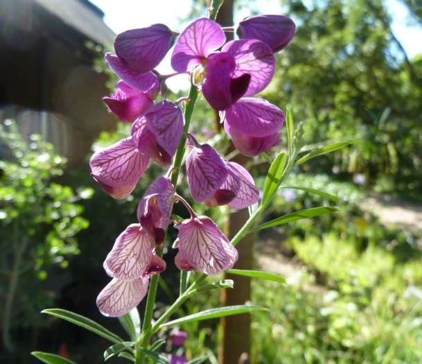 Polygala lancifolia image