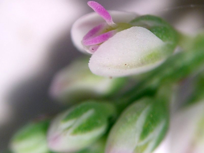 Polygala verticillata image