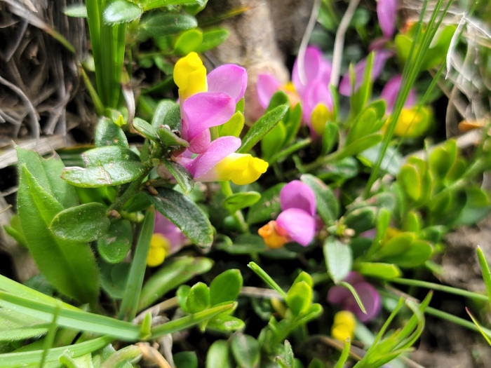 Polygaloides chamaebuxus image