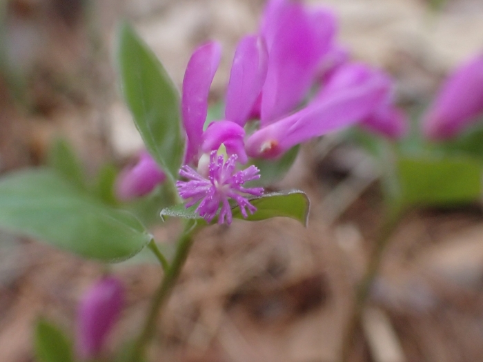 Polygaloides paucifolia image