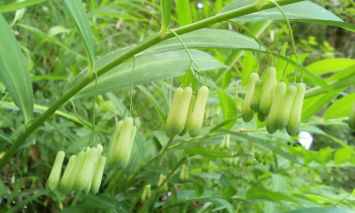 Polygonatum falcatum image