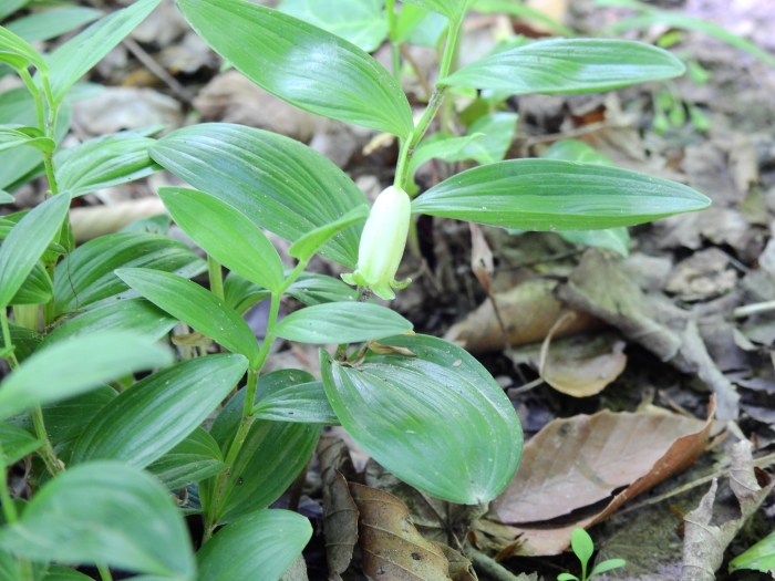 Polygonatum humile image