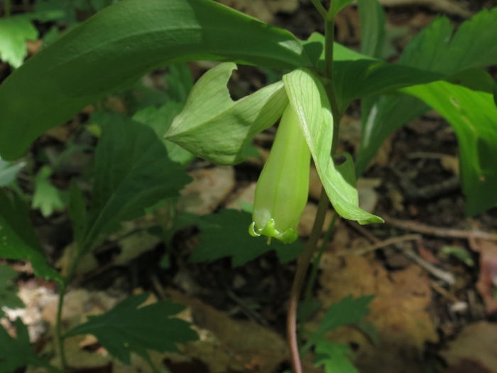 Polygonatum involucratum image