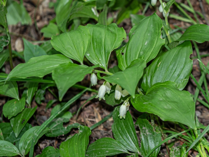 Polygonatum latifolium image