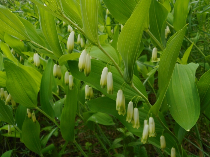 Polygonatum multiflorum image