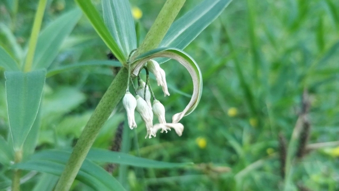 Polygonatum verticillatum image