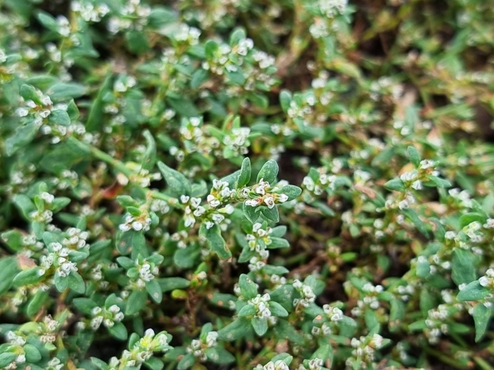 Polygonum arenastrum image