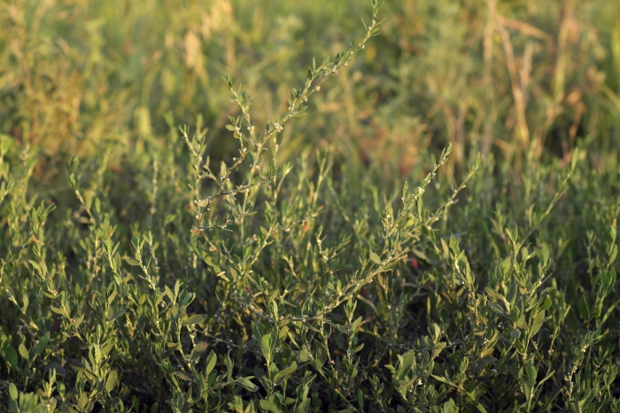 Polygonum aviculare image