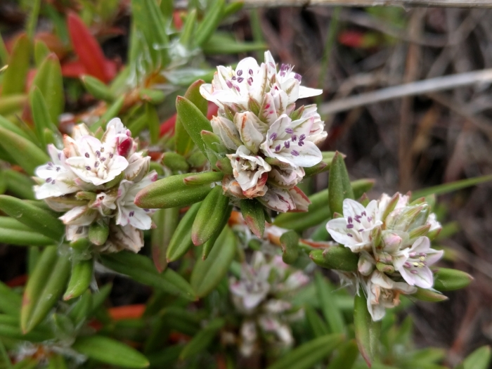 Polygonum paronychia image