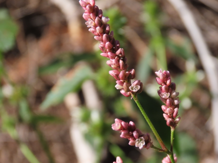 Polygonum persicaria image