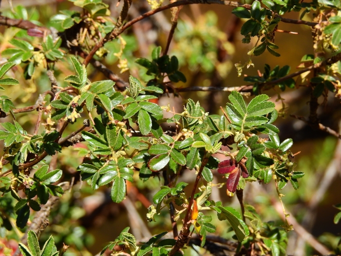 Polylepis australis image