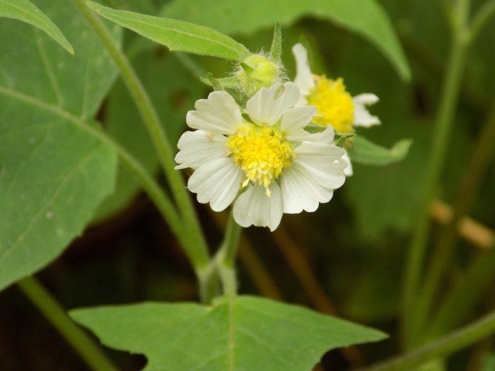 Polymnia canadensis image