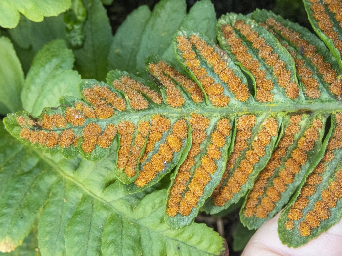 Polypodium calirhiza image