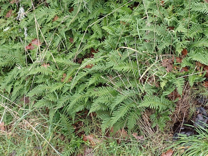 Polypodium glycyrrhiza image