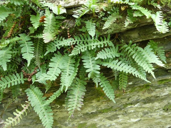 Polypodium vulgare image