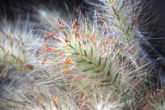 Polypogon monspeliensis image