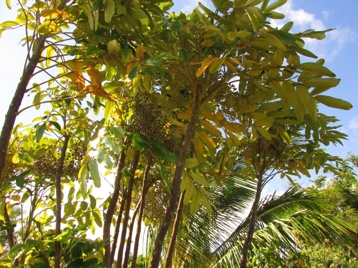 Polyscias hawaiensis image