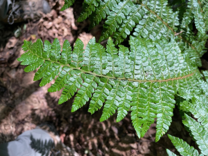 Polystichum braunii image