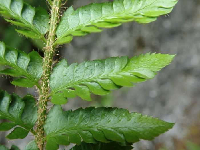 Polystichum californicum image
