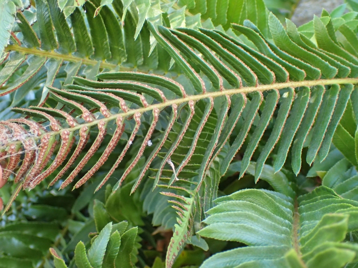 Polystichum imbricans image