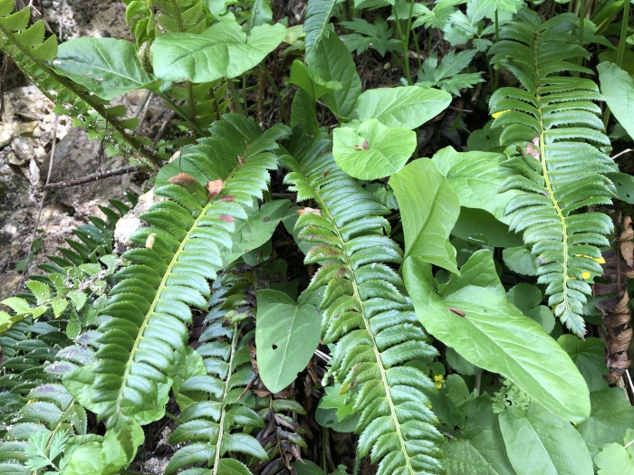 Polystichum lonchitis image