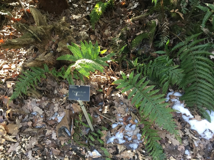 Polystichum makinoi image