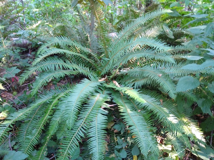 Polystichum munitum image