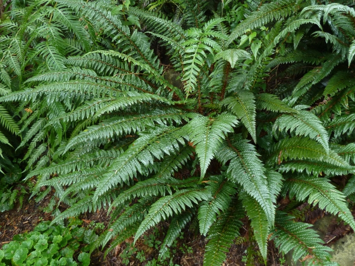 Polystichum neolobatum image