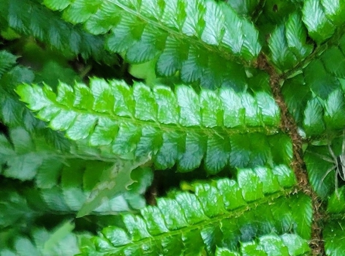 Polystichum polyblepharum image