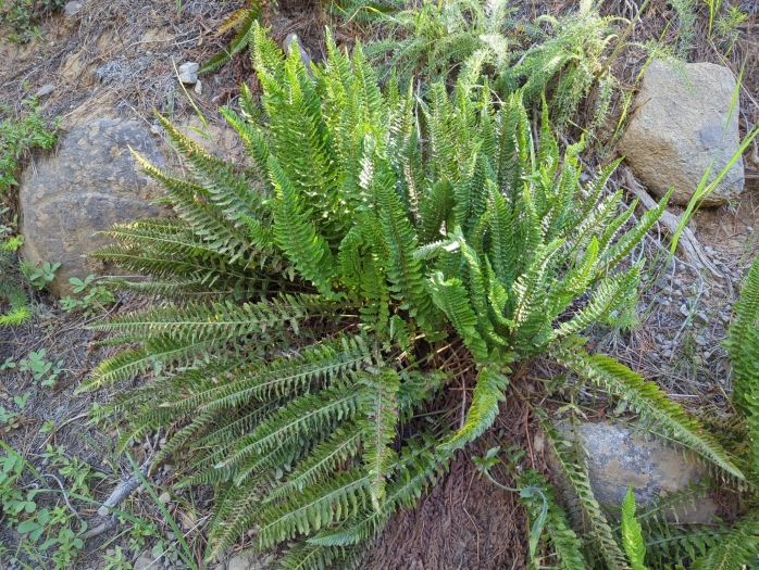 Polystichum scopulinum image