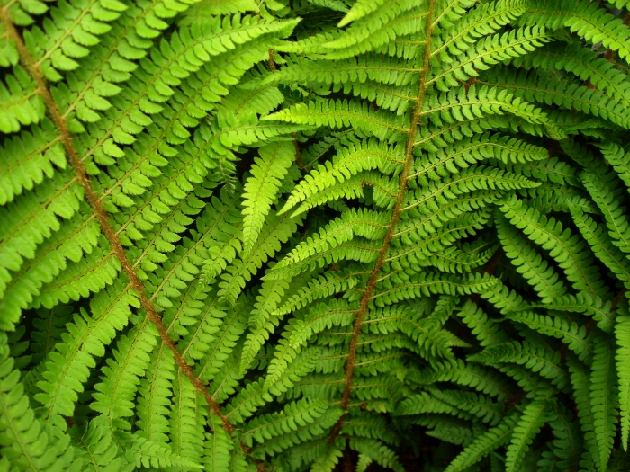 Polystichum setiferum image
