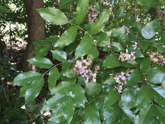 Pongamia pinnata image
