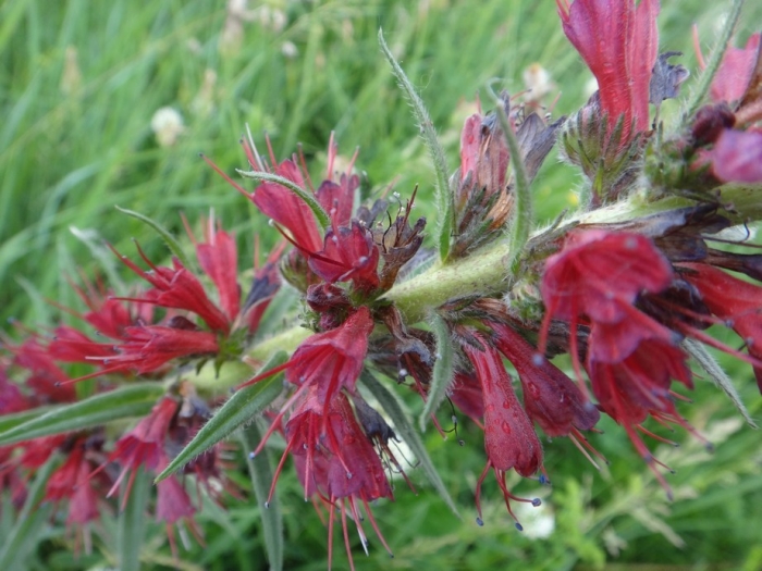 Pontechium maculatum image