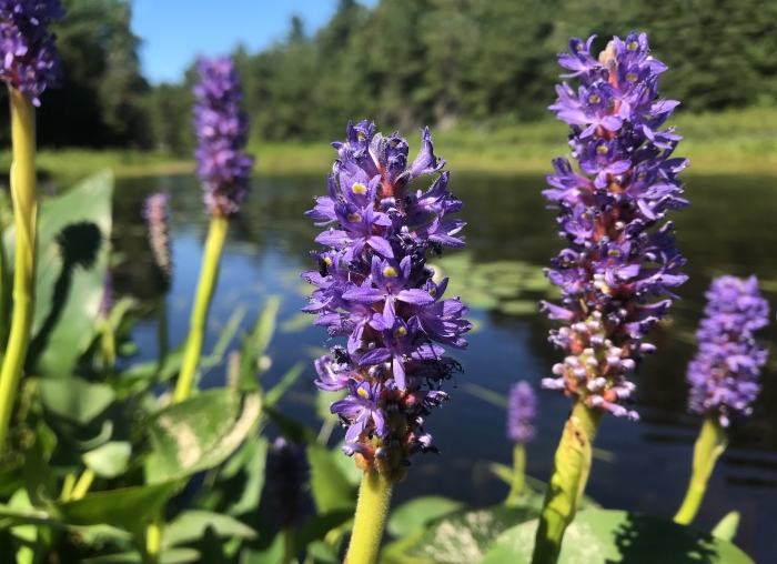 Pontederia cordata image