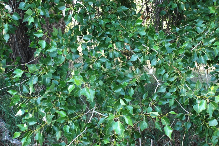 Populus ×acuminata image