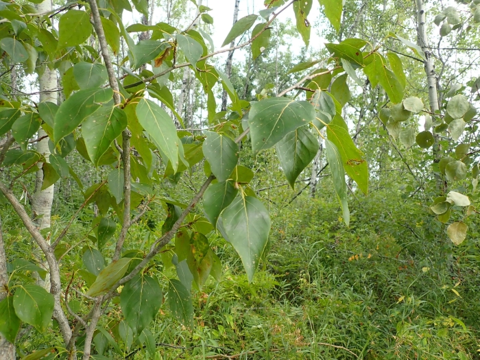 Populus balsamifera image