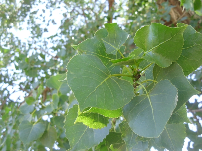Populus deltoides subsp. monilifera image