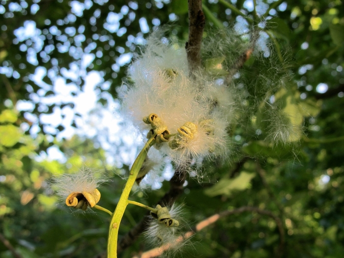 Populus heterophylla image
