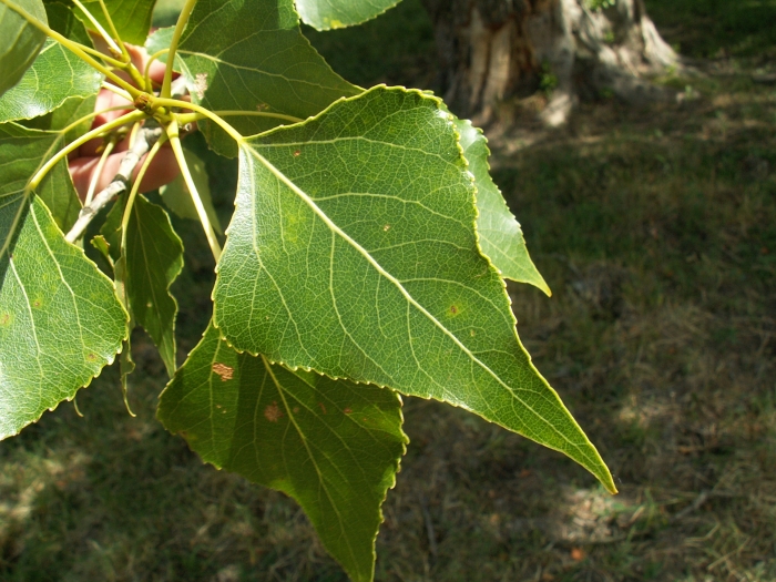 Populus nigra image