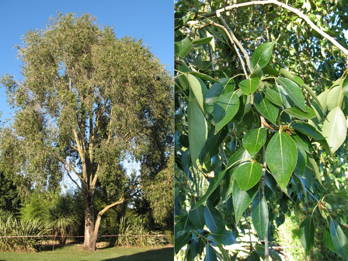 Populus simonii image