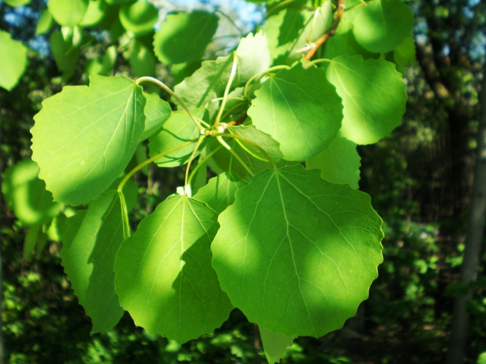 Populus tremula image