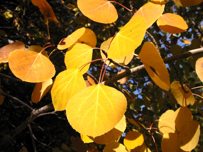 Populus tremuloides image