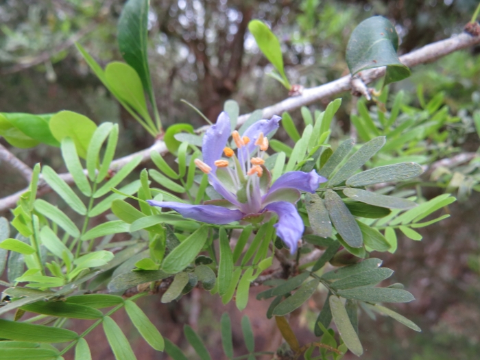 Guaiacum angustifolium image