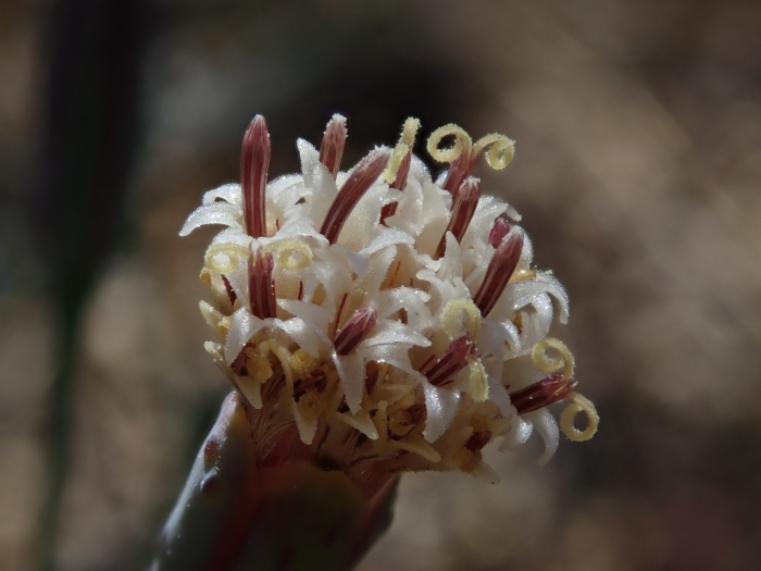 Porophyllum gracile image