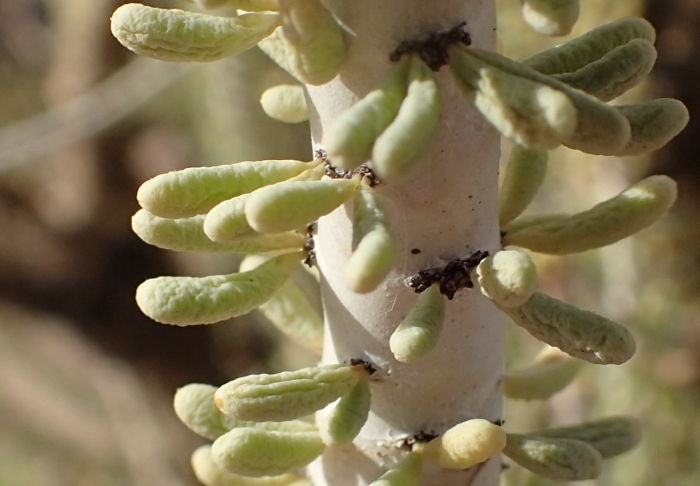 Ceraria namaquensis image