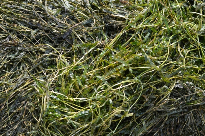 Potamogeton crispus image