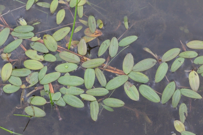 Potamogeton diversifolius image