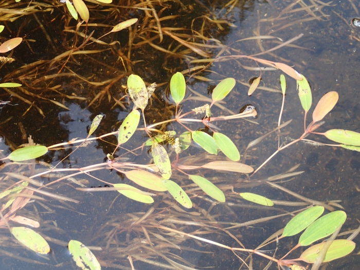Potamogeton epihydrus image
