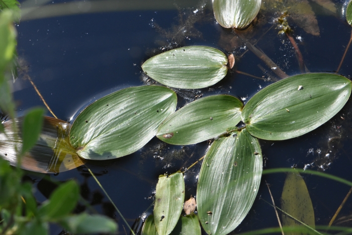 Potamogeton natans image